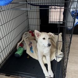 Medium to Large Dog Crate 42"