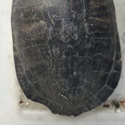 11 Inch Turtle Shell