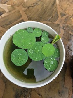 Established Lotus in 14" Pot (2 Plants Inside)