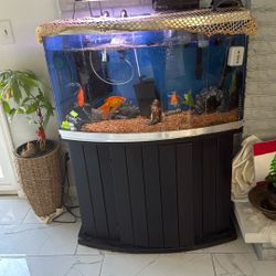 Fish Tank 