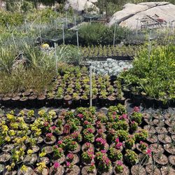 Plants
