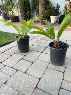 Sago palm