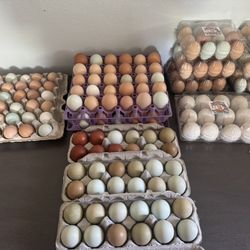 Fresh Eggs 