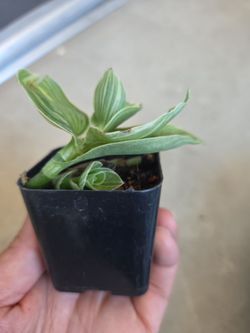 Plant