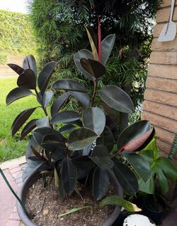 Rubber plants tree