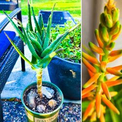 Tree Aloe California Hybrids (1-3' ft.)