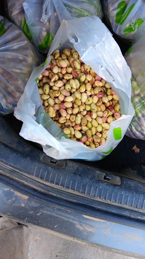Pistachios 10 pounds For 10 Dollars