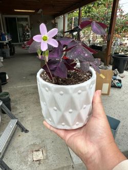 Oxalis Triangularis