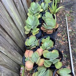 Succulents  For Sale 
