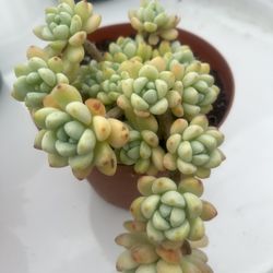 Succulent Plants Variation