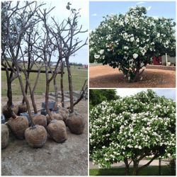 Texas White Olive En Costal 8ft Tall 