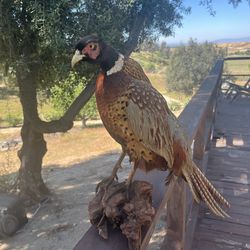 Taxidermy pheasant