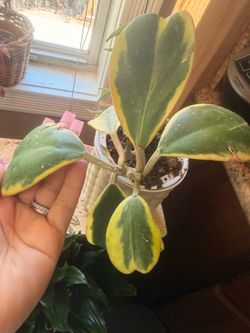 Hoya heart variegated