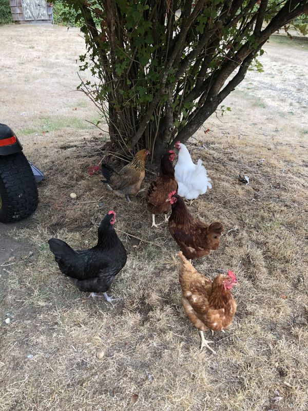 6 Chickens For Sale In Gig Harbor Wa Offerup