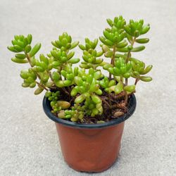 Succulents plants 🪴