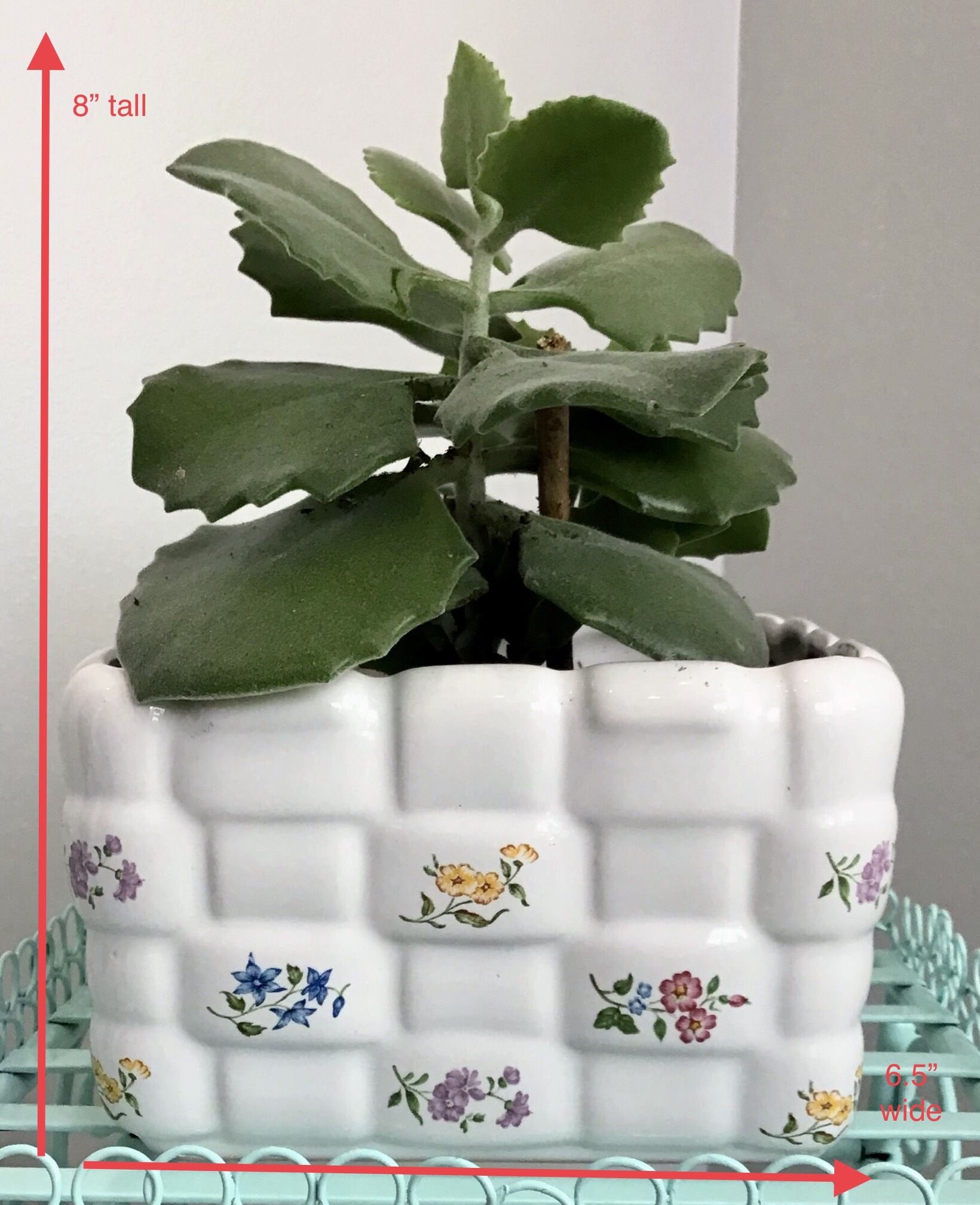 White Teleflora Woven Ceramic Planter Basket with Floral Design & Live Succulent