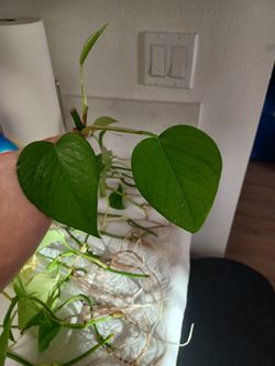 Golden Pothos