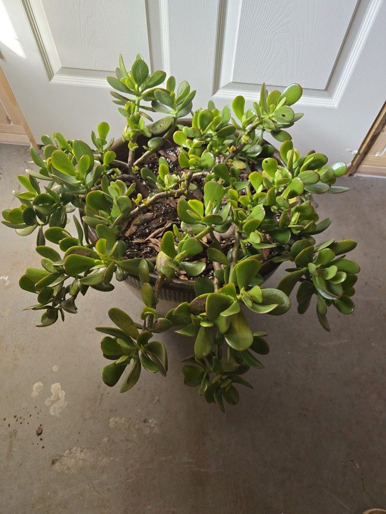 Jade Plant In Glazed Ceramic Pot