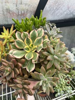 Succulent Plants