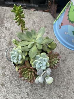 Succulents 💕