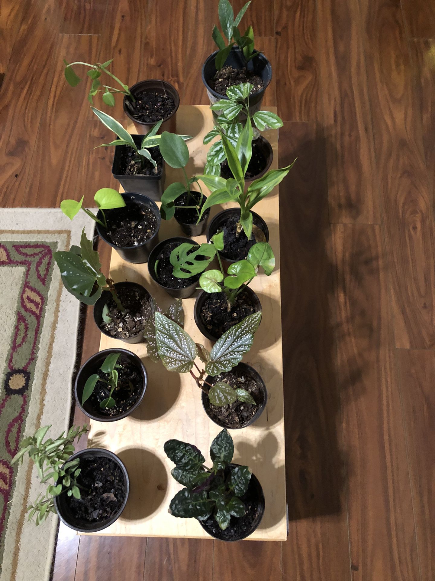  $3 Each Or Bundle For $40 - Total 15 Plants 