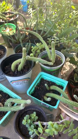 Beautiful cactus