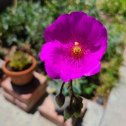 Rock Purslane Plants (Anigozanthos)