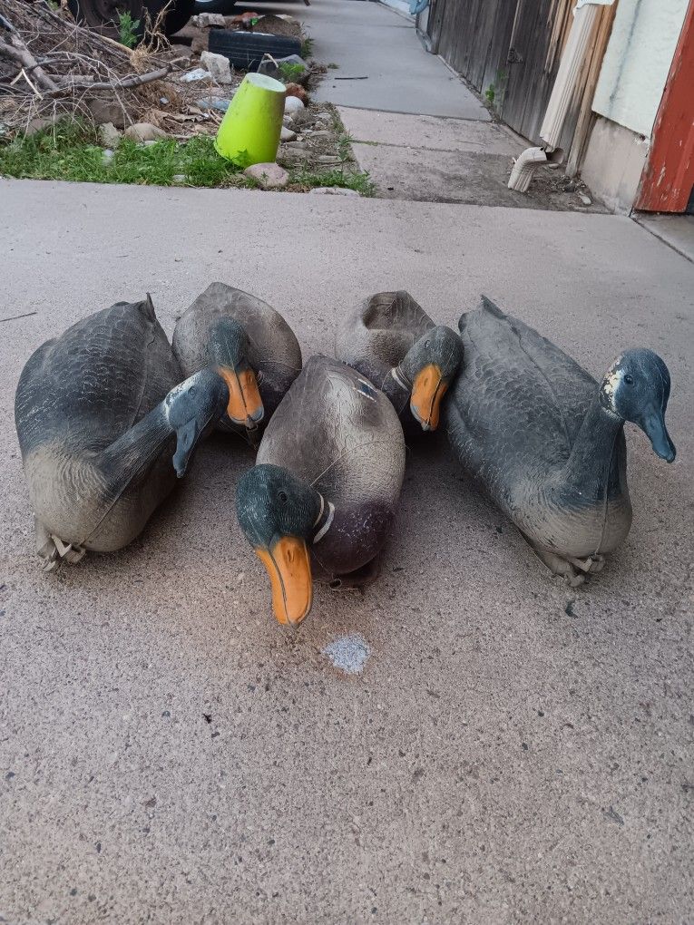 5 Duck Decoys