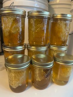 Wild bees comb honey