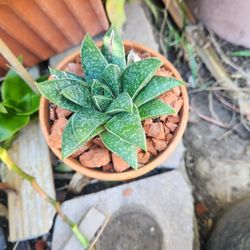 Dragon Claw Plant Pot☘️