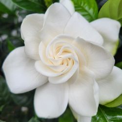 Gardenia   Tree