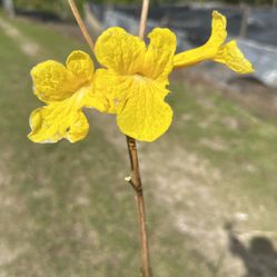 Yellow Tabebuia