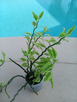 Variegated Euphorbia plants $5 ea. - Deltona, FL Pickup