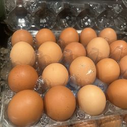 Large Organic Eggs For Sell 