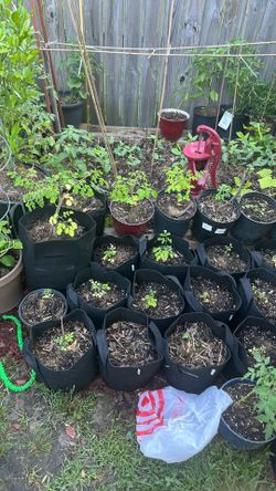 Moringa plants and tea