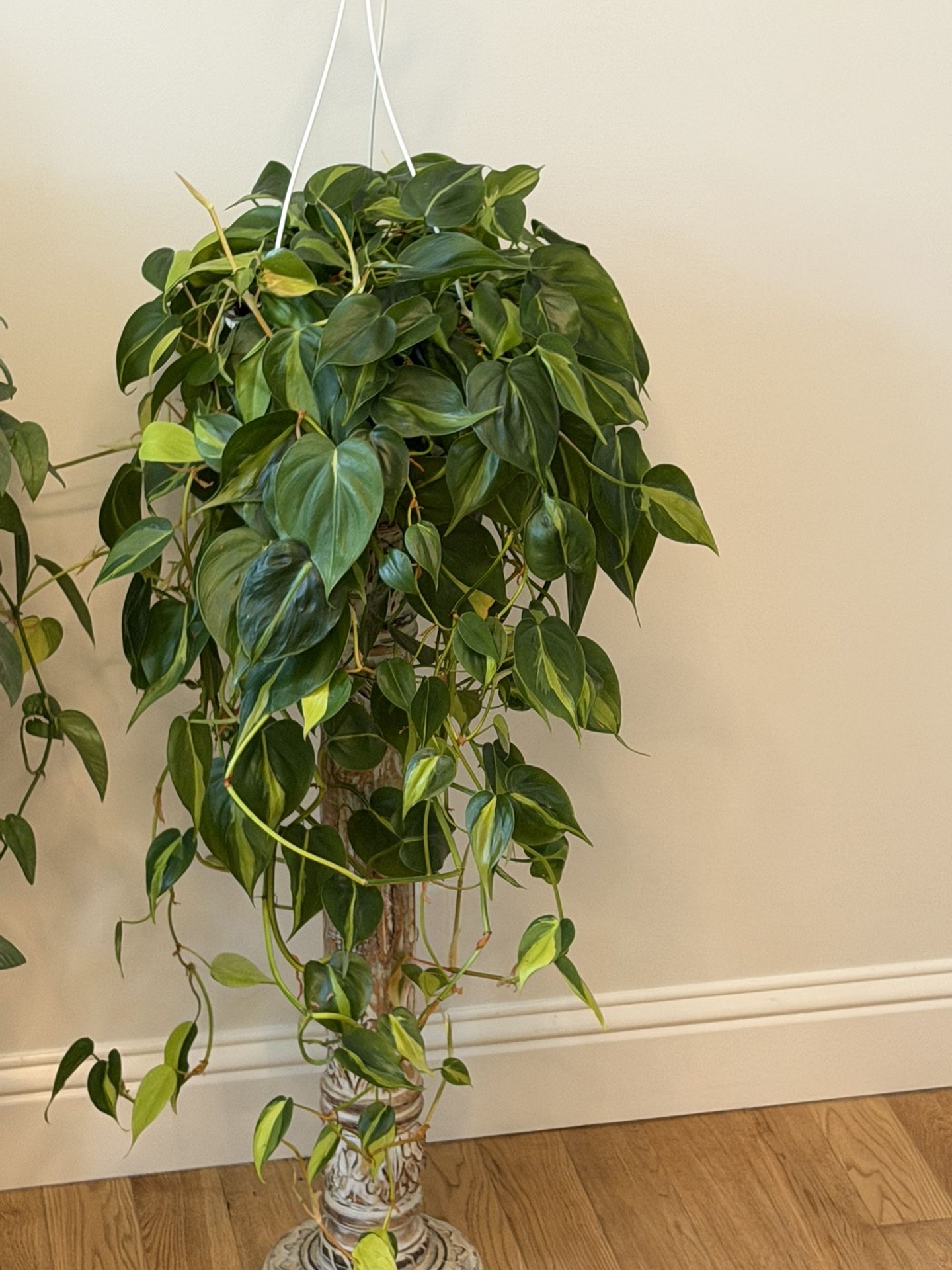 Huge Philodendron Brazil