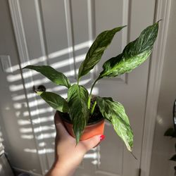 Variegated Peace Lily Plant 