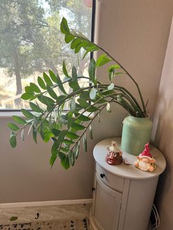 Large zz plant with pot