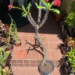 3Ft Tall Red Crown of Thorns Succulent
