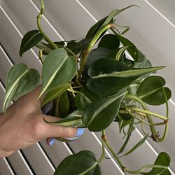 Philodendron Silver Stripe Plant Cuttings 🪴 