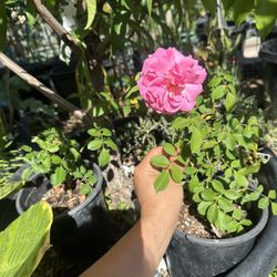 Beautiful Pink Rose Plant