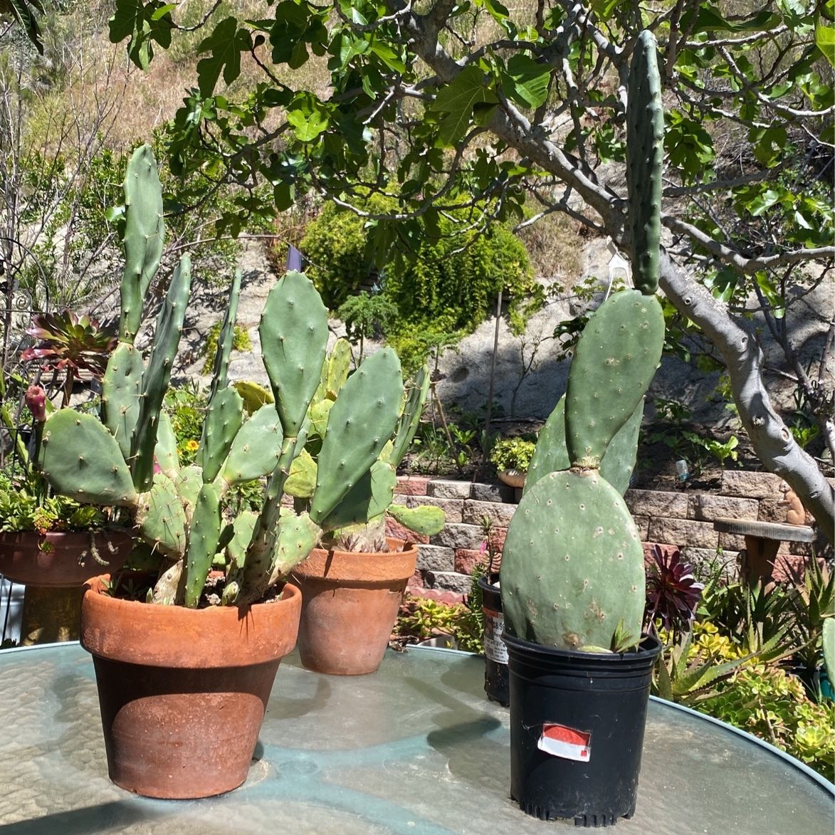 Cactus prickly pear, Opuntia  and Succulents 