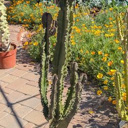 Cactus, cowboy cactus