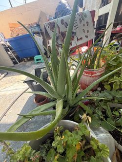 Aloe Vera