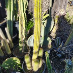 Golden Torch Cactus Plant