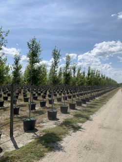 Live Oak Trees 8-10Ft Tall