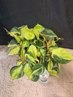 Philodendron Brazil