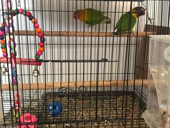 $100 each 2 metal cages for sale, I’m moving out and don’t have room for them