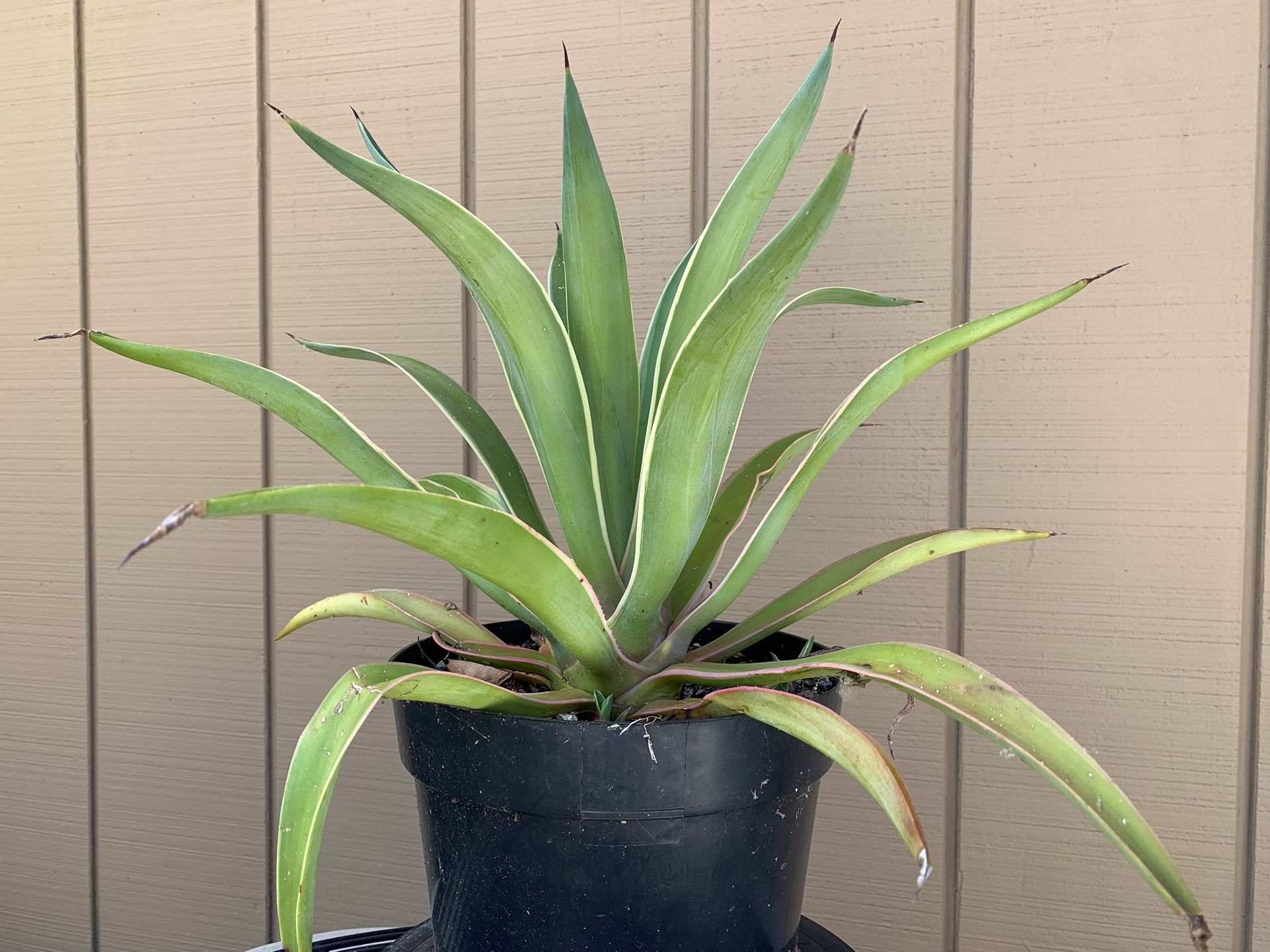 Agave Desmettiana Variegata