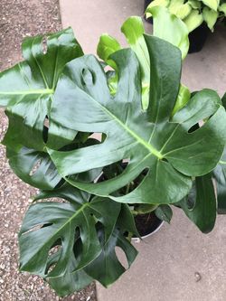 Monstera Adansonii In 10 inch Pot